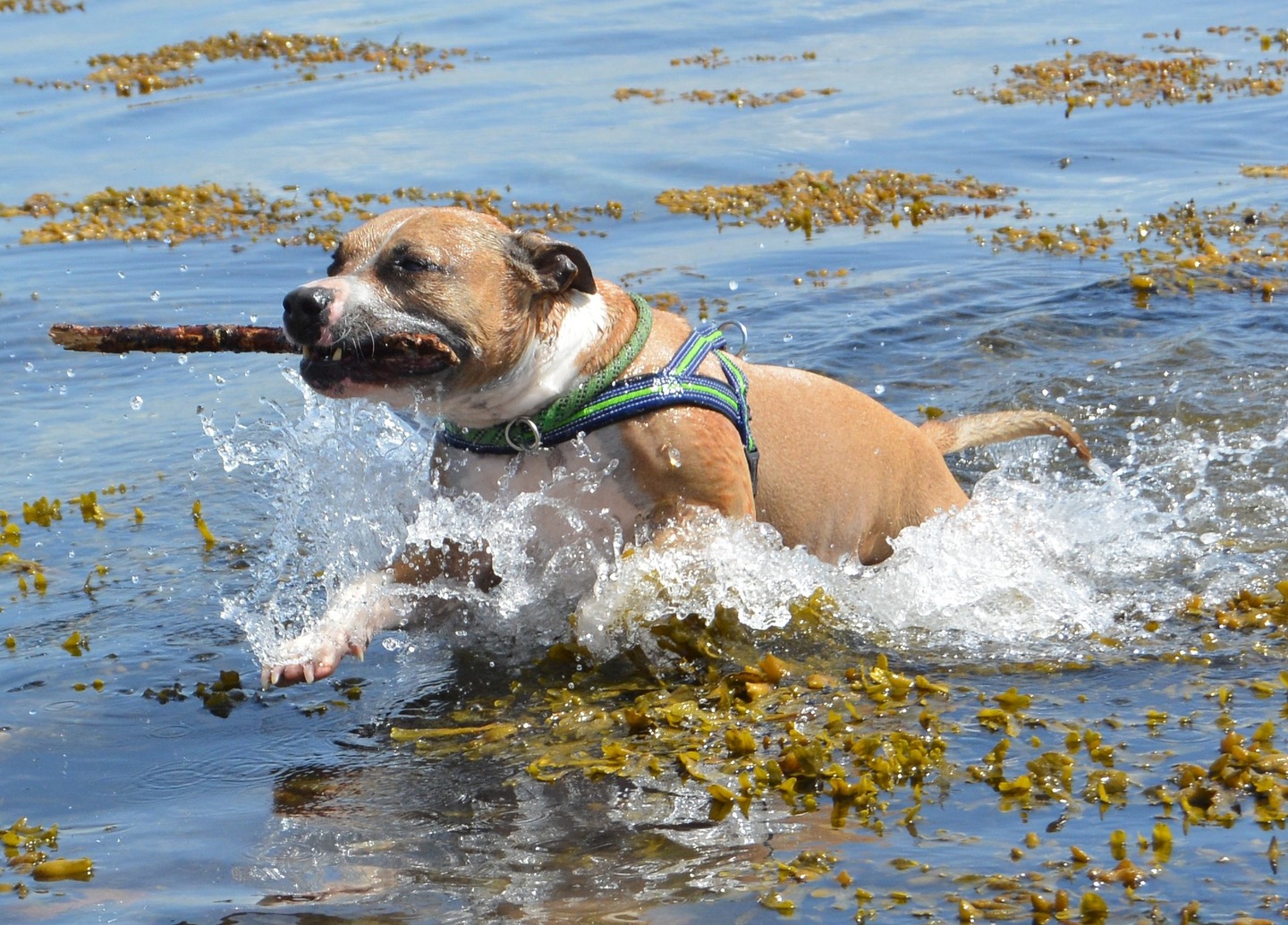 American staffordshire terrier