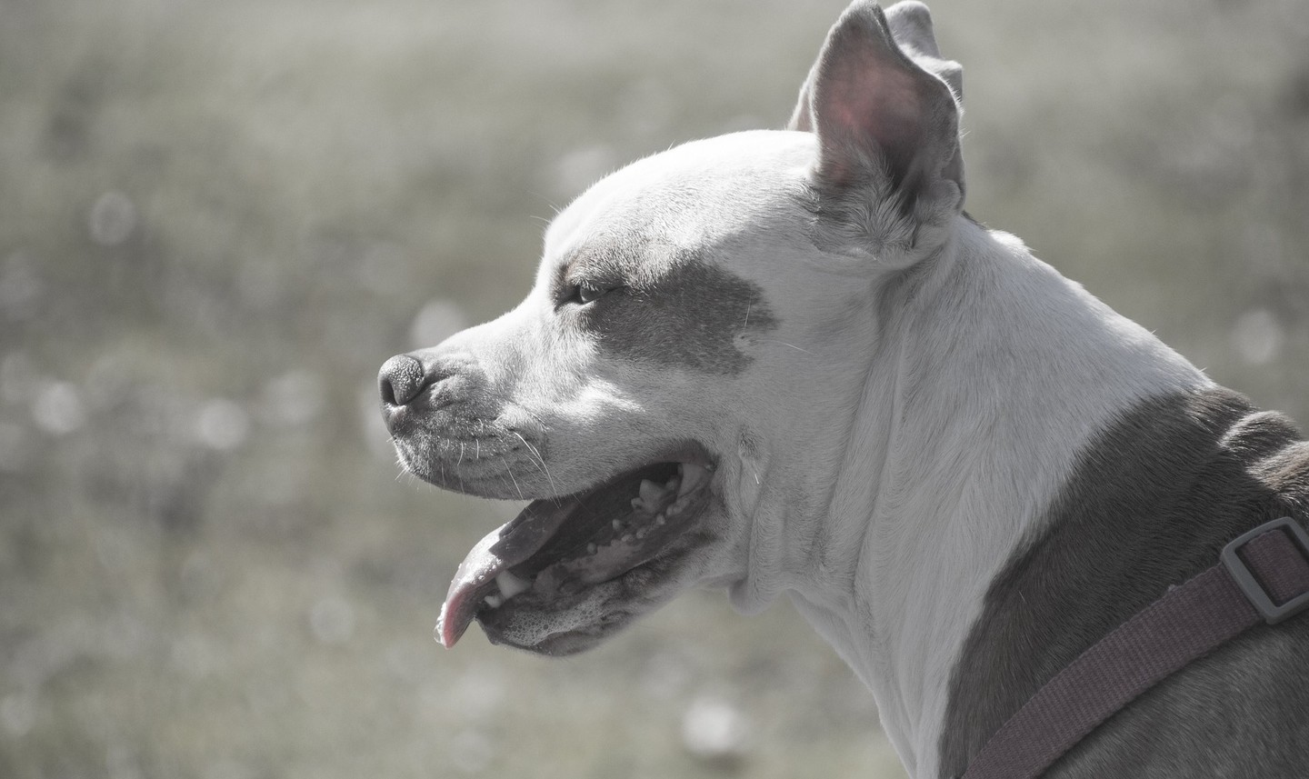 Conheça os 10 cães com as mordidas mais fortes do mundo, Comportamento