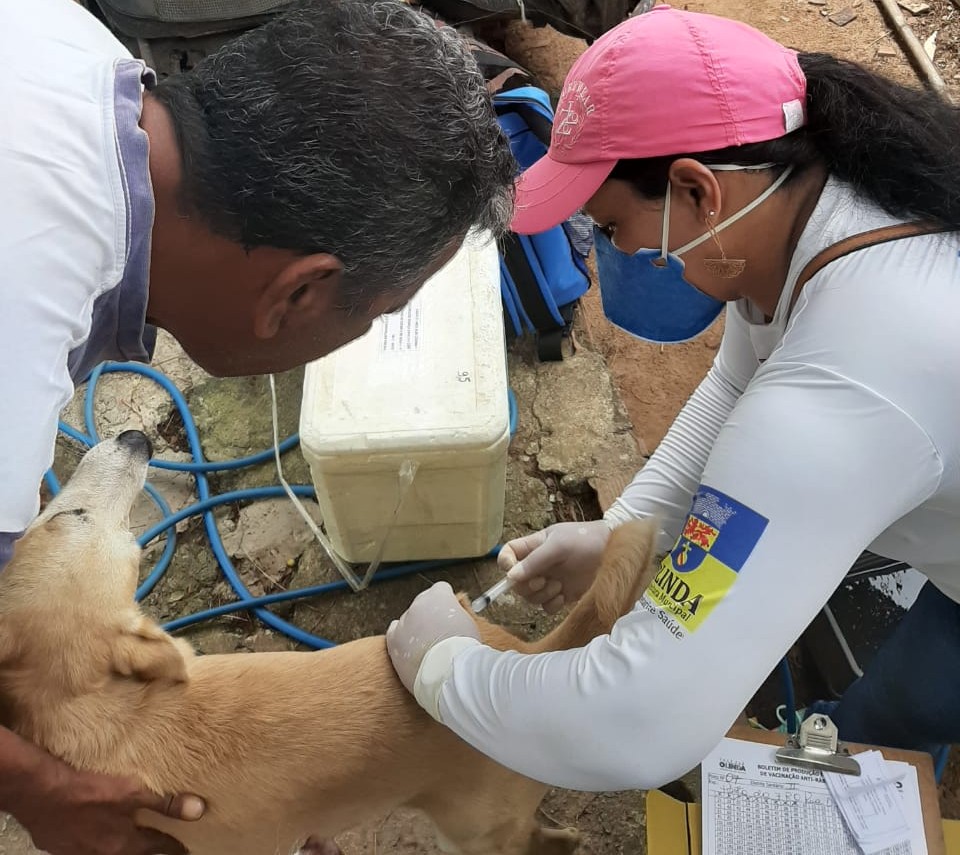 Recife e Olinda promovem vacinação antirrábica para cães e gatos neste  sábado (11) - Folha Pet - Folha PE