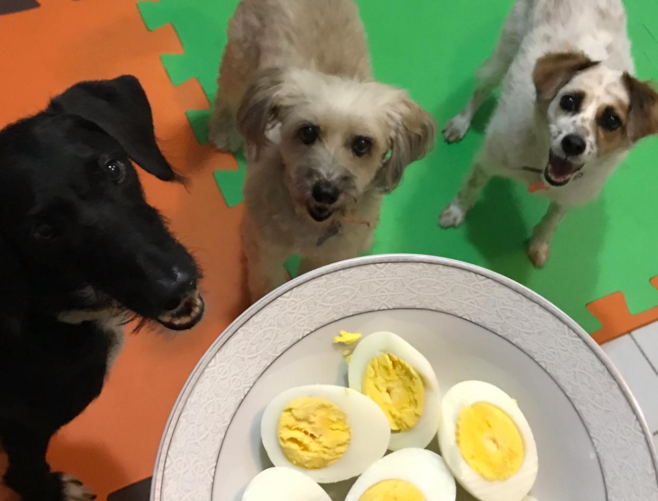 Cães costumam aceitar com facilidade o ovo na dieta