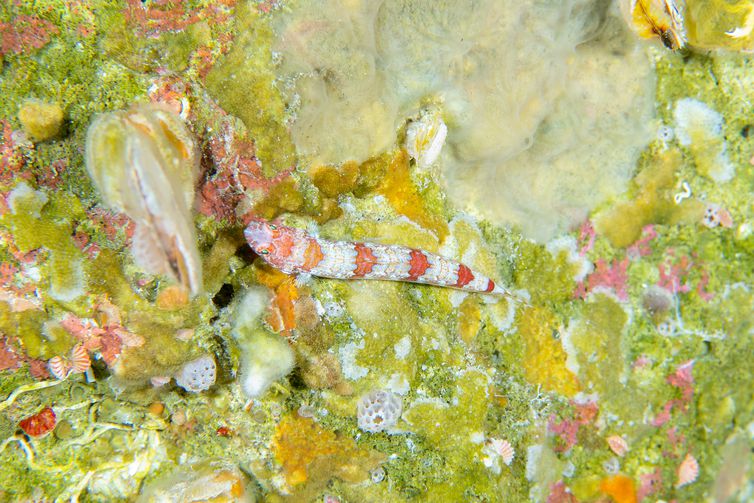 Peixe-Gobídeo, identificado em Fernando de Noronha