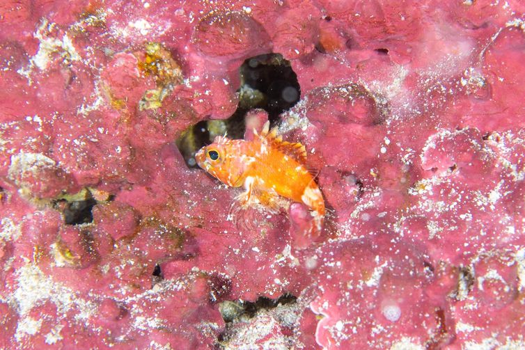 Peixe-Pedra, identificado em Fernando de Noronha