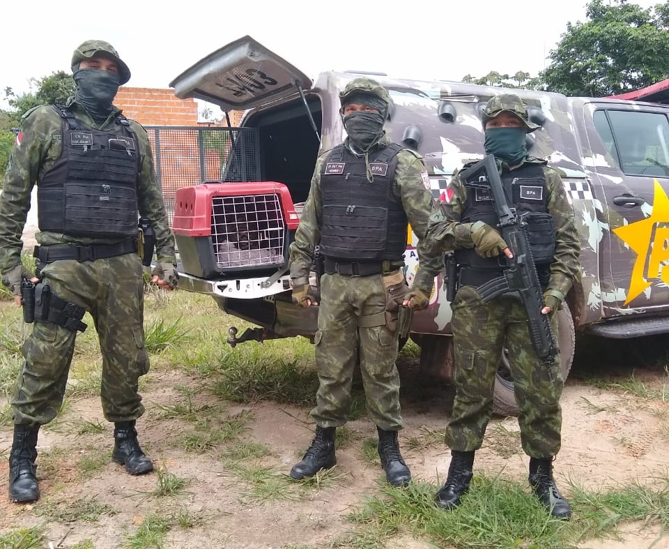 A Jaguatirica foi encaminhada para o BPA.