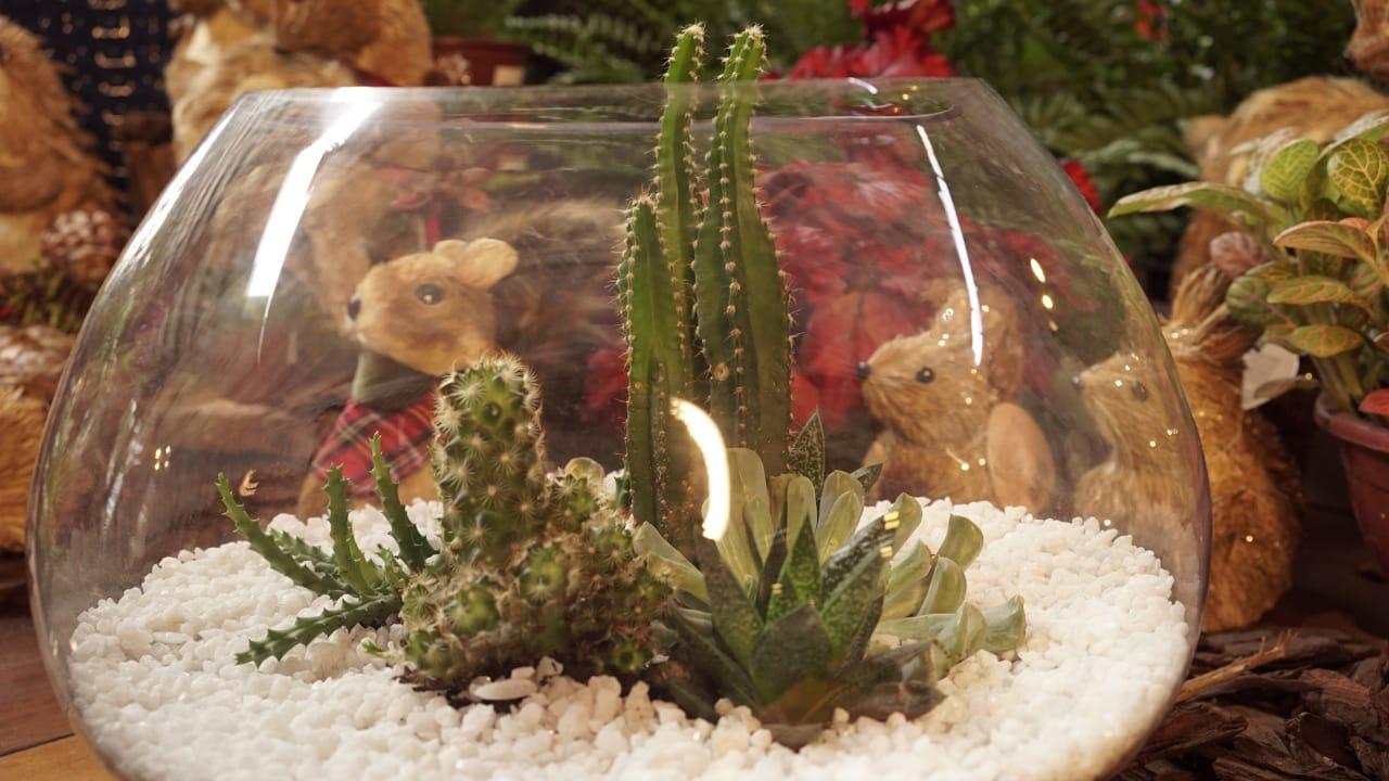 Os terrários são composições de diversas espécies de cactos e suculentas formando um 