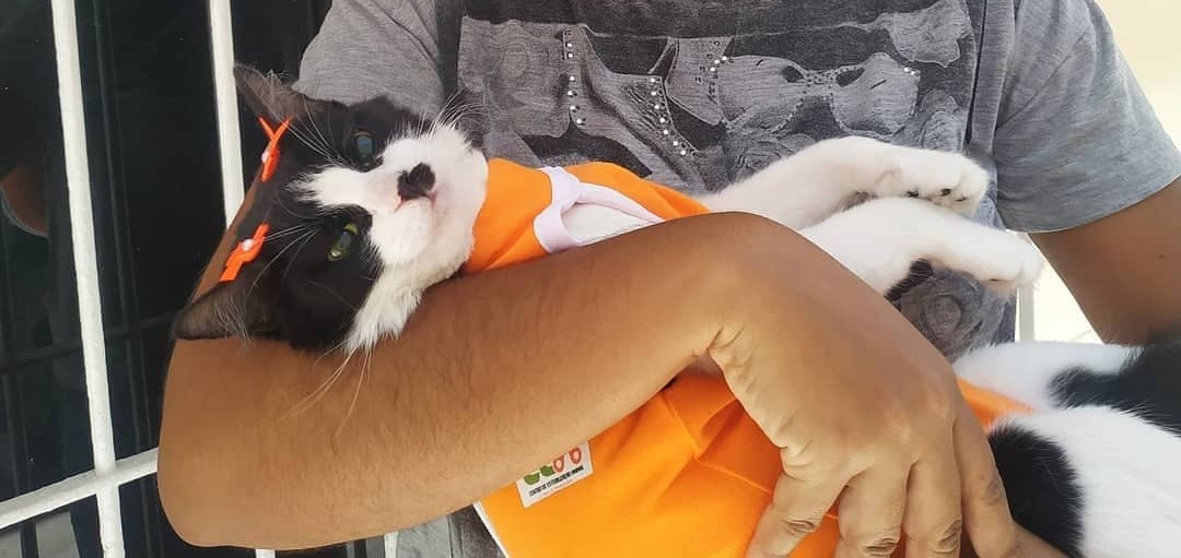 Gata após castração