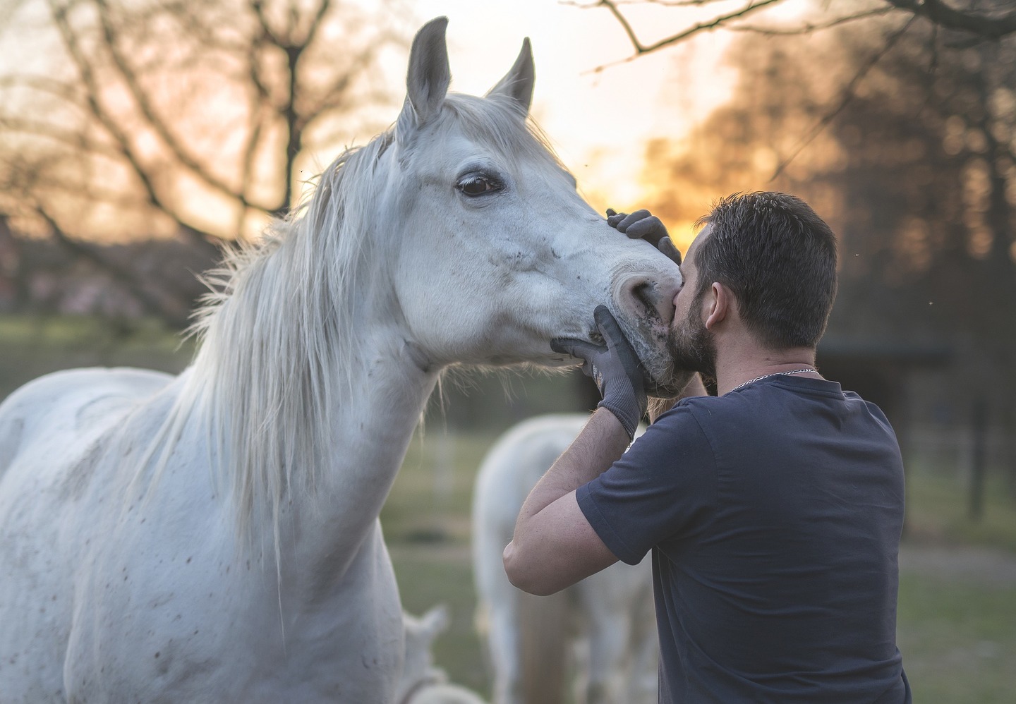 Cavalo