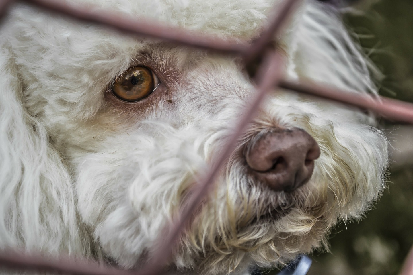 Cão 