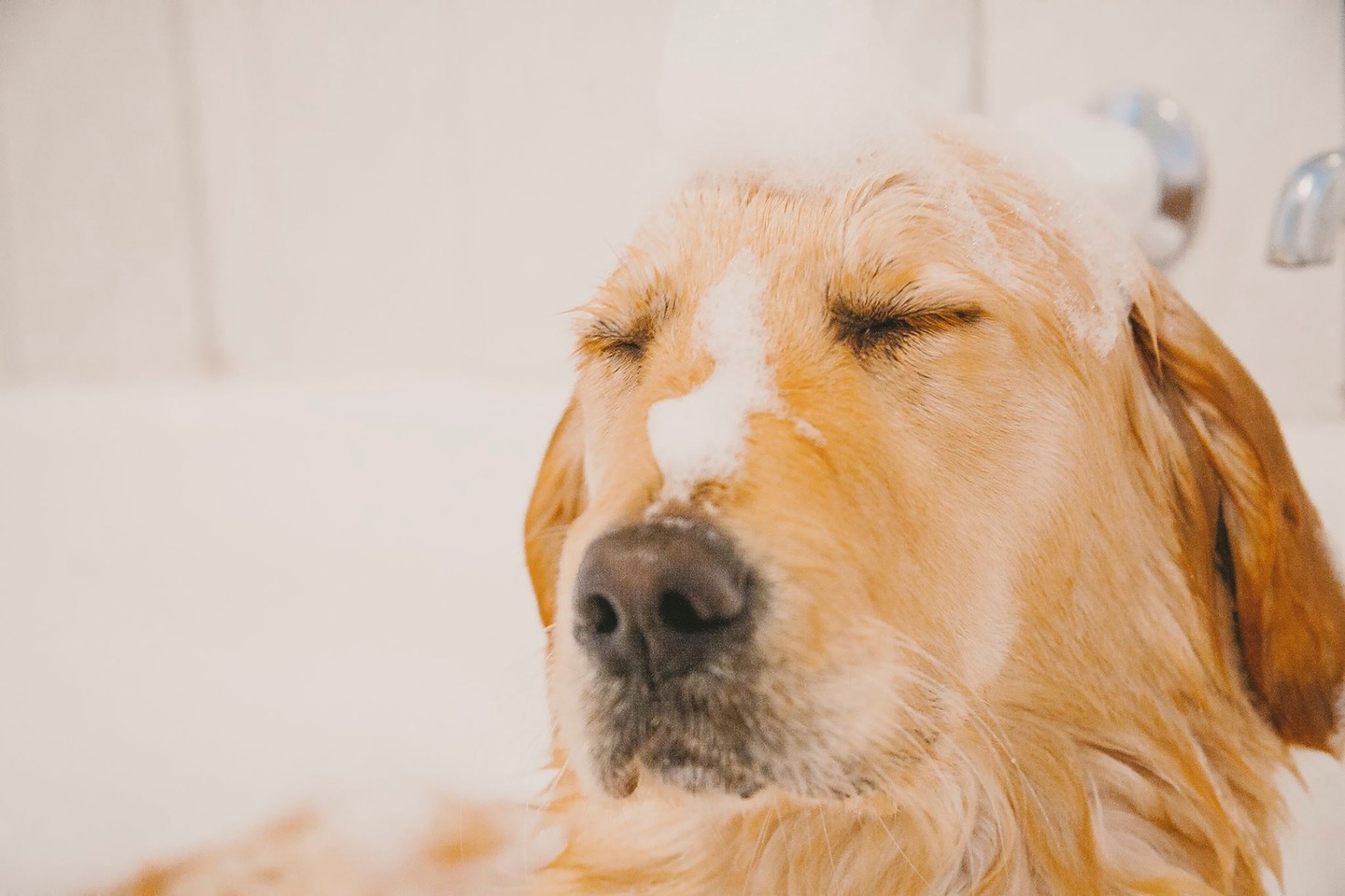 Cão tomando banho