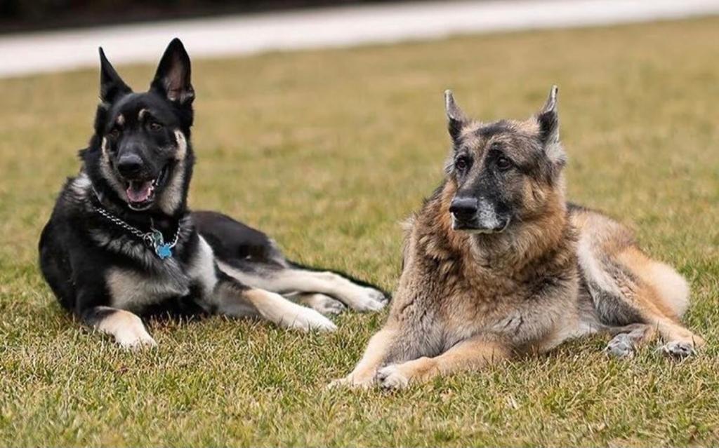 Major e Champ, cães de Joe e Jill Biden