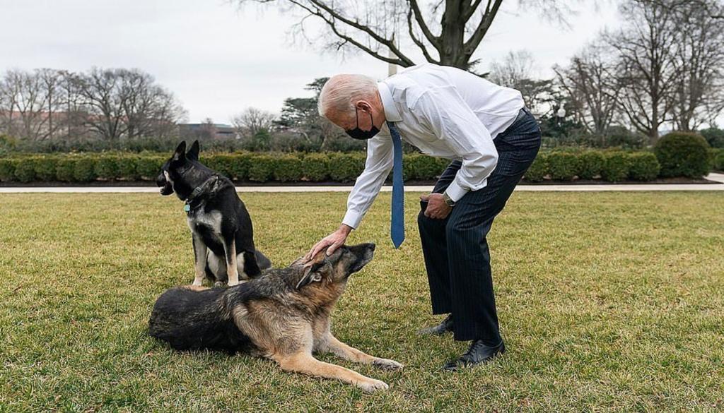 Major e Champ, cães de Joe e Jill Biden