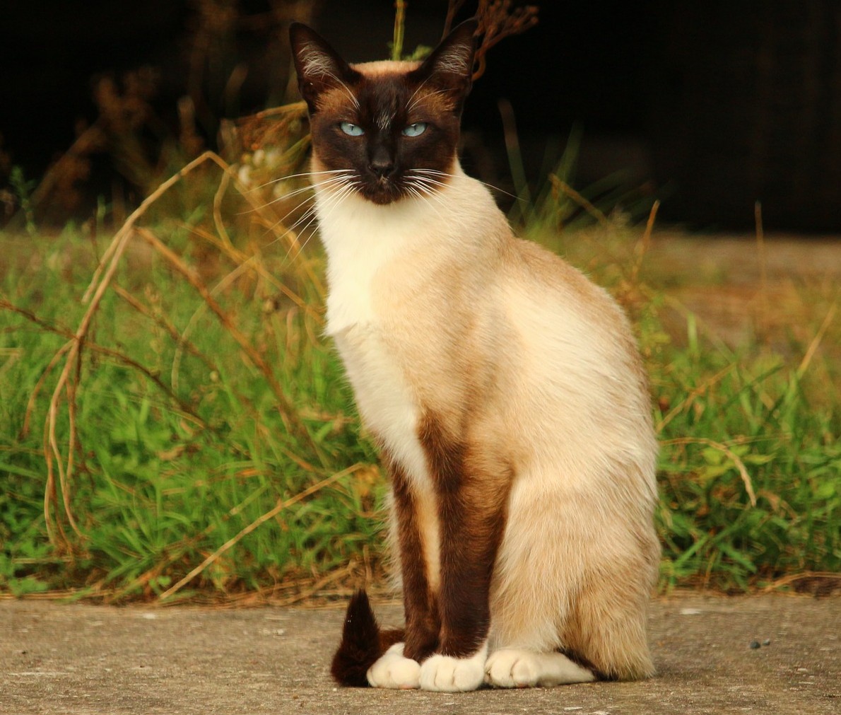 Gato siamês