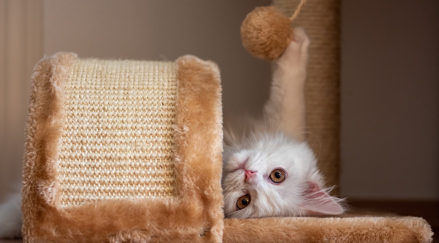 uma coleção de gatos fofos brincando na sala de estar, ótimo para