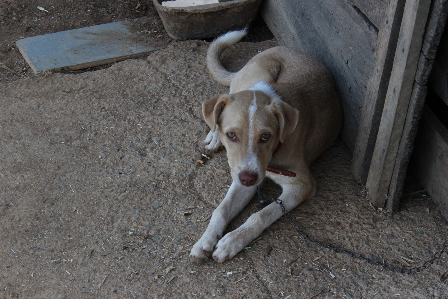 Cão acorrentado