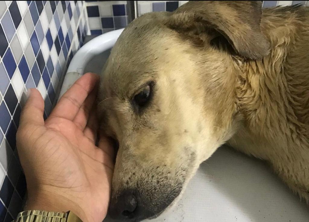 Zeus, cão resgatado na chuva