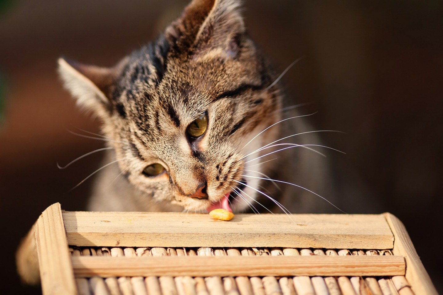 Gato comendo