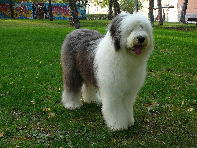 Antigo Cão de Pastor Inglês - Raças de Cachorros