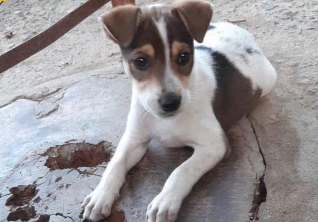 Cão disponível para adoção no Projeto Adote um Vira Lata