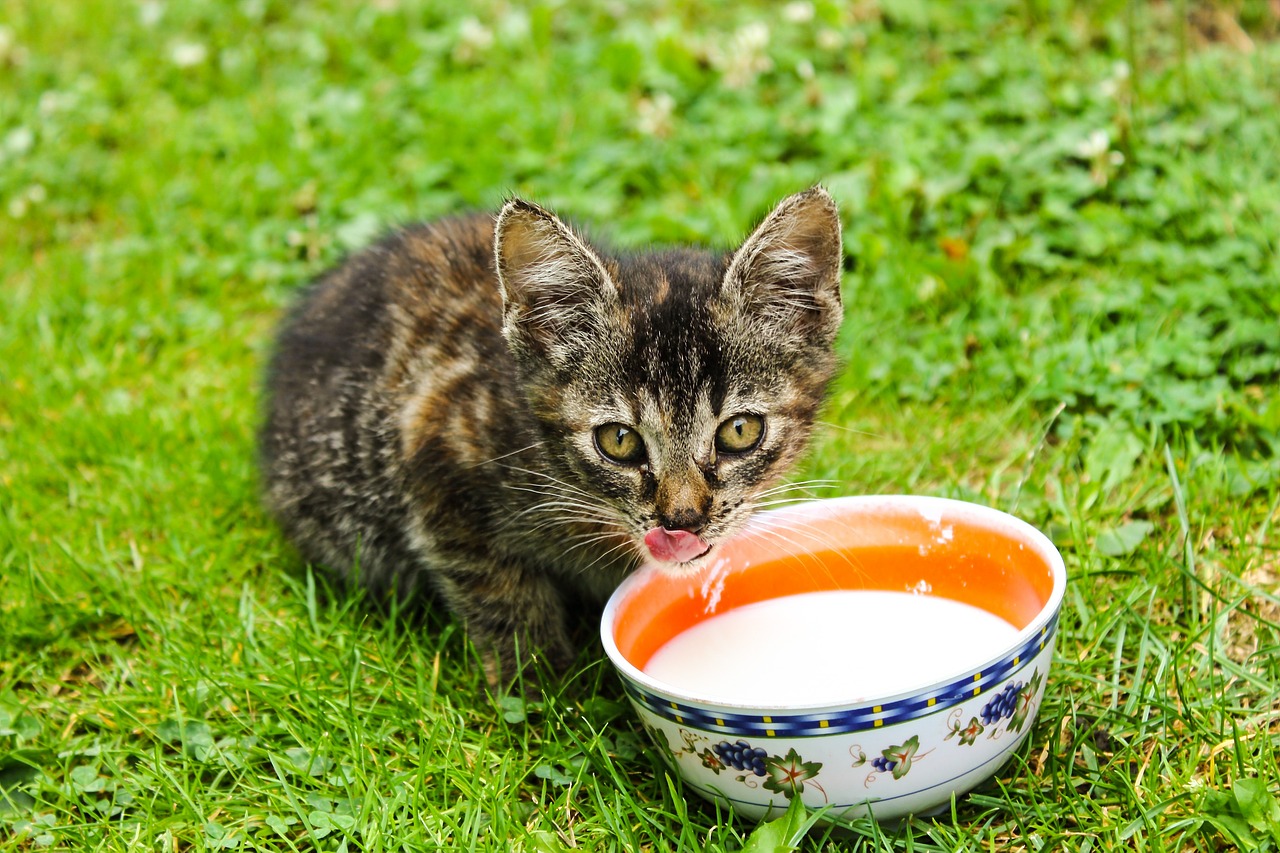 Oferecer leite a cães e gatos pode causar problemas intestinais; entenda -  Folha Pet - Folha PE