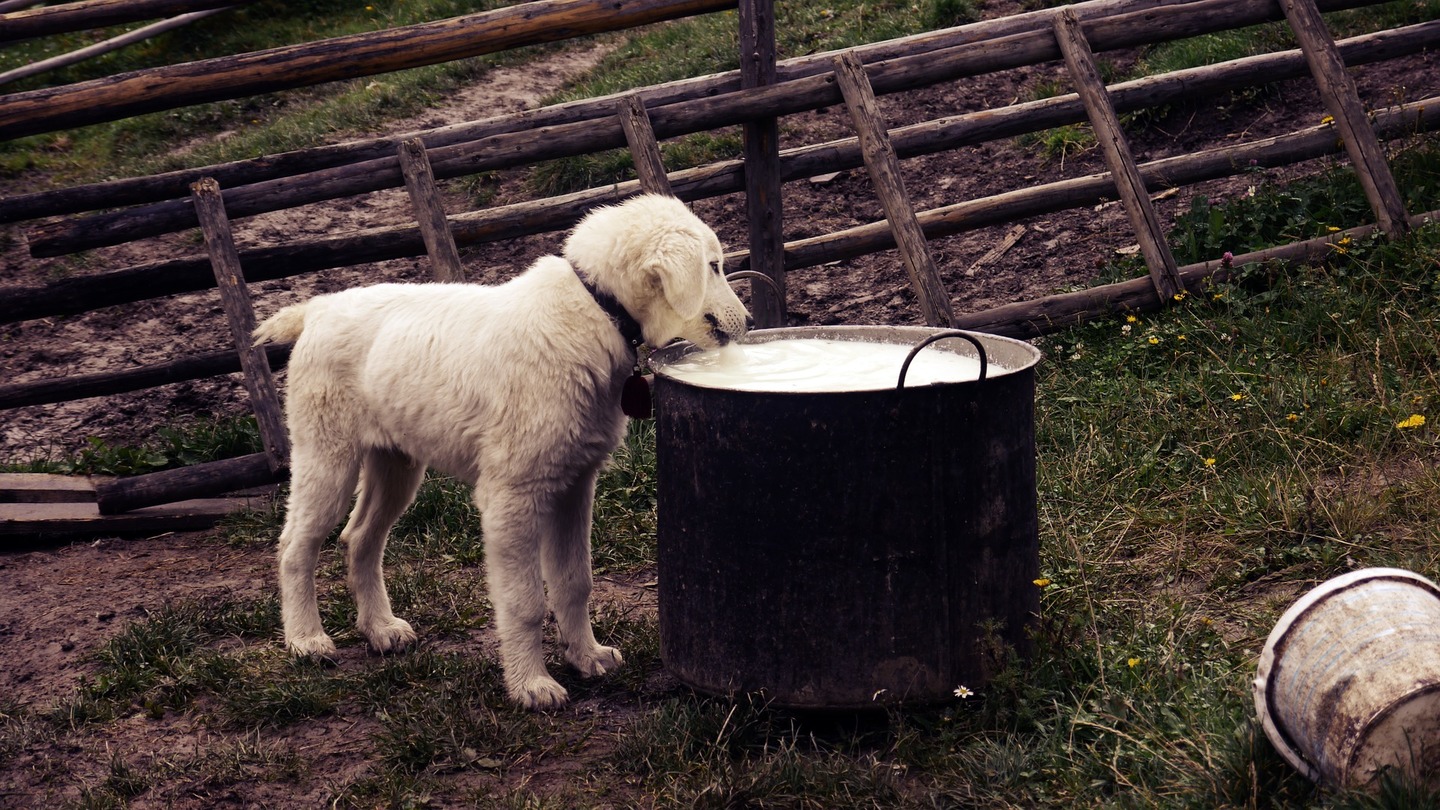 Cão bebendo leite