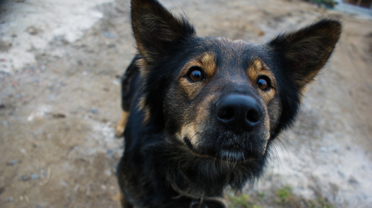 Cão vira lata