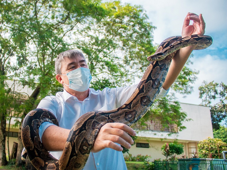 Seis cobras chegaram de São Paulo para o Zoo Dois Irmãos, sendo duas jiboias e quatro salamantas 