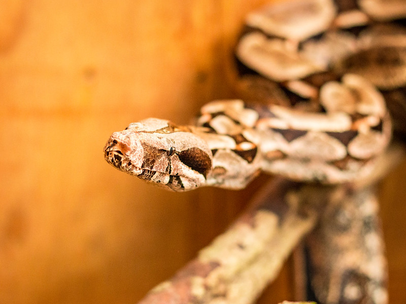 Seis cobras chegaram de São Paulo para o Zoo Dois Irmãos, sendo duas jiboias e quatro salamantas 