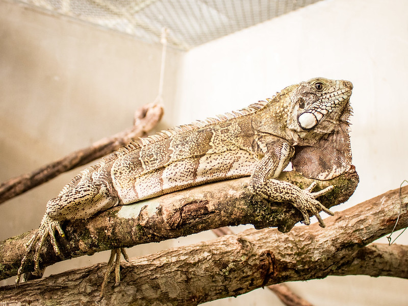 Iguana recém-chegada ao Zoológico de Dois Irmãos, no Recife