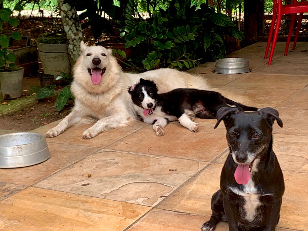 Da direita para a esquerda: Harley, Nala e pretinha, em 2018.