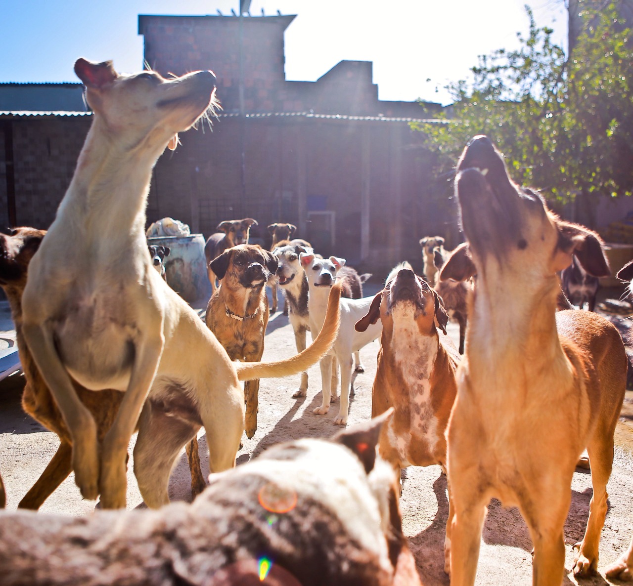 Cães do Abrigo Seu Alberto 