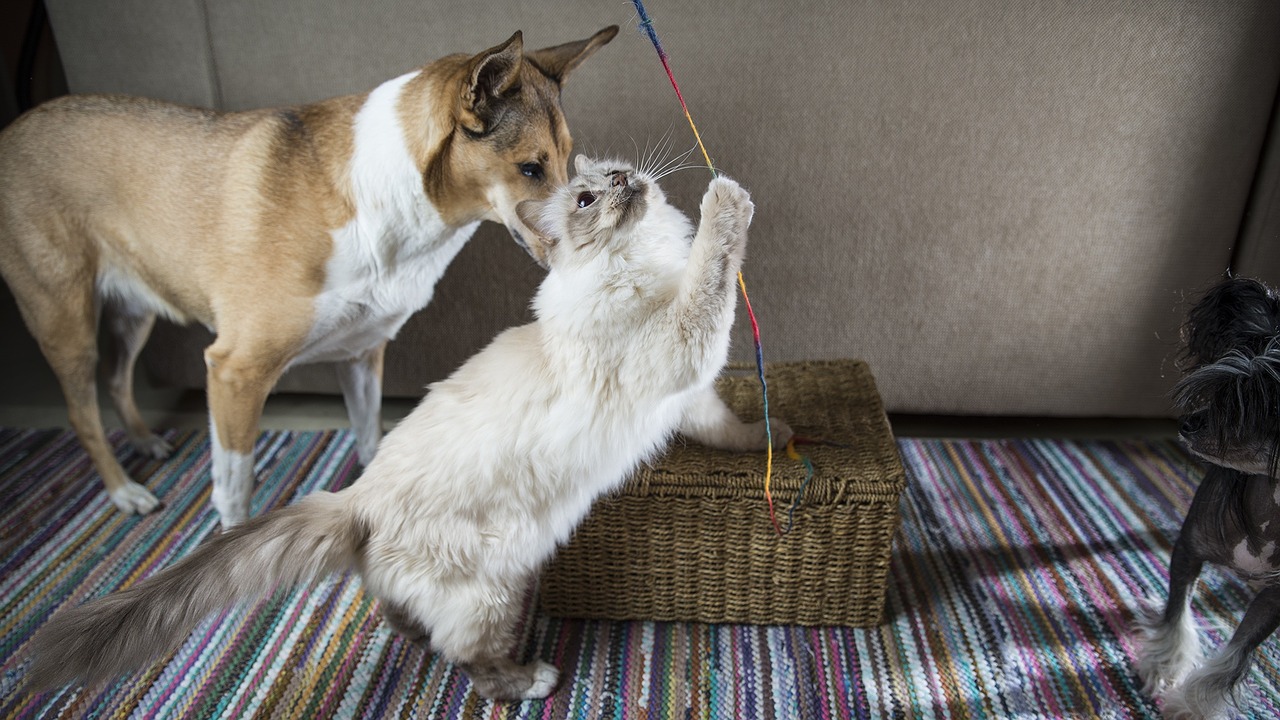 Cão e gato brincandeira 