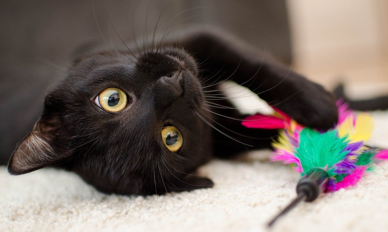 Gato preto e branco filhote: veja lindas fotos!