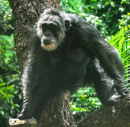 Sena, chimpanzé da espécie Pan Troglodytes que reside no Parque Estadual de Dois Irmãos, no Recife