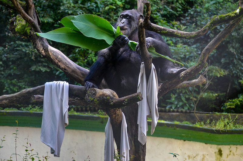 Sena, chimpanzé da espécie Pan Troglodytes que reside no Parque Estadual de Dois Irmãos, no Recife