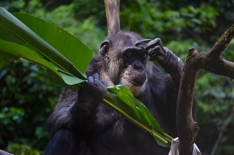 Parque Dois Irmãos acolhe 'Liz', uma bebê macaco de espécie