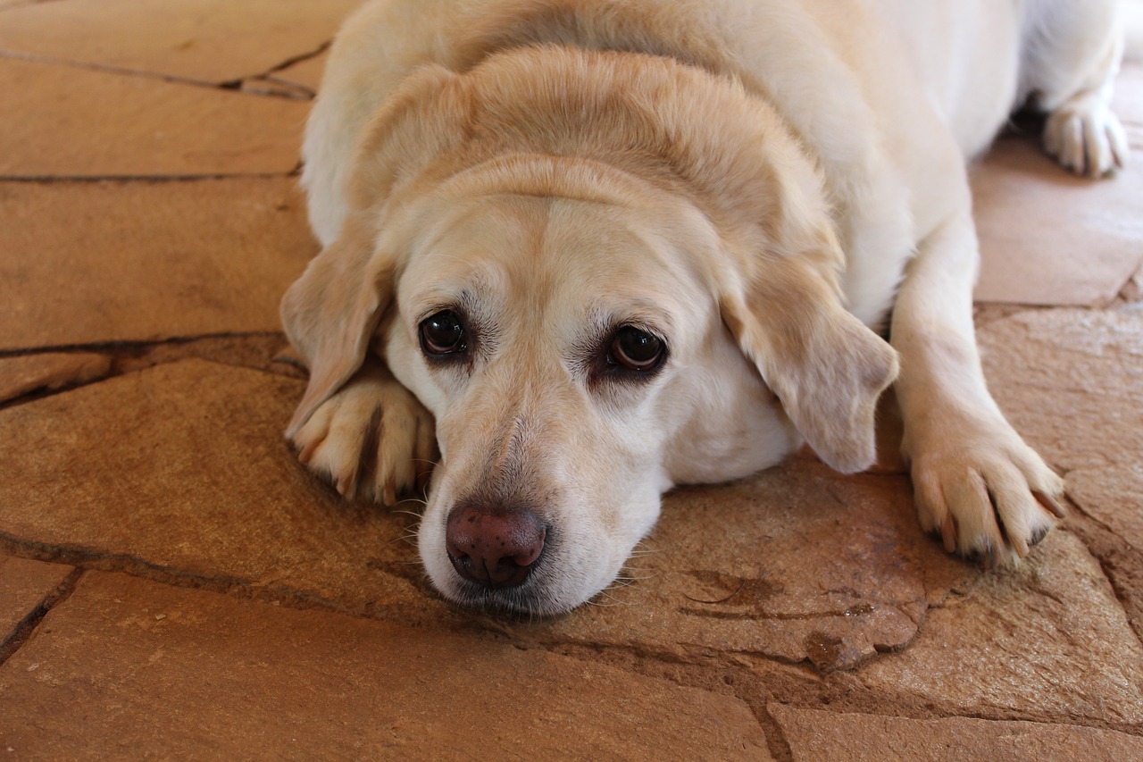 Cachorro com obesidade