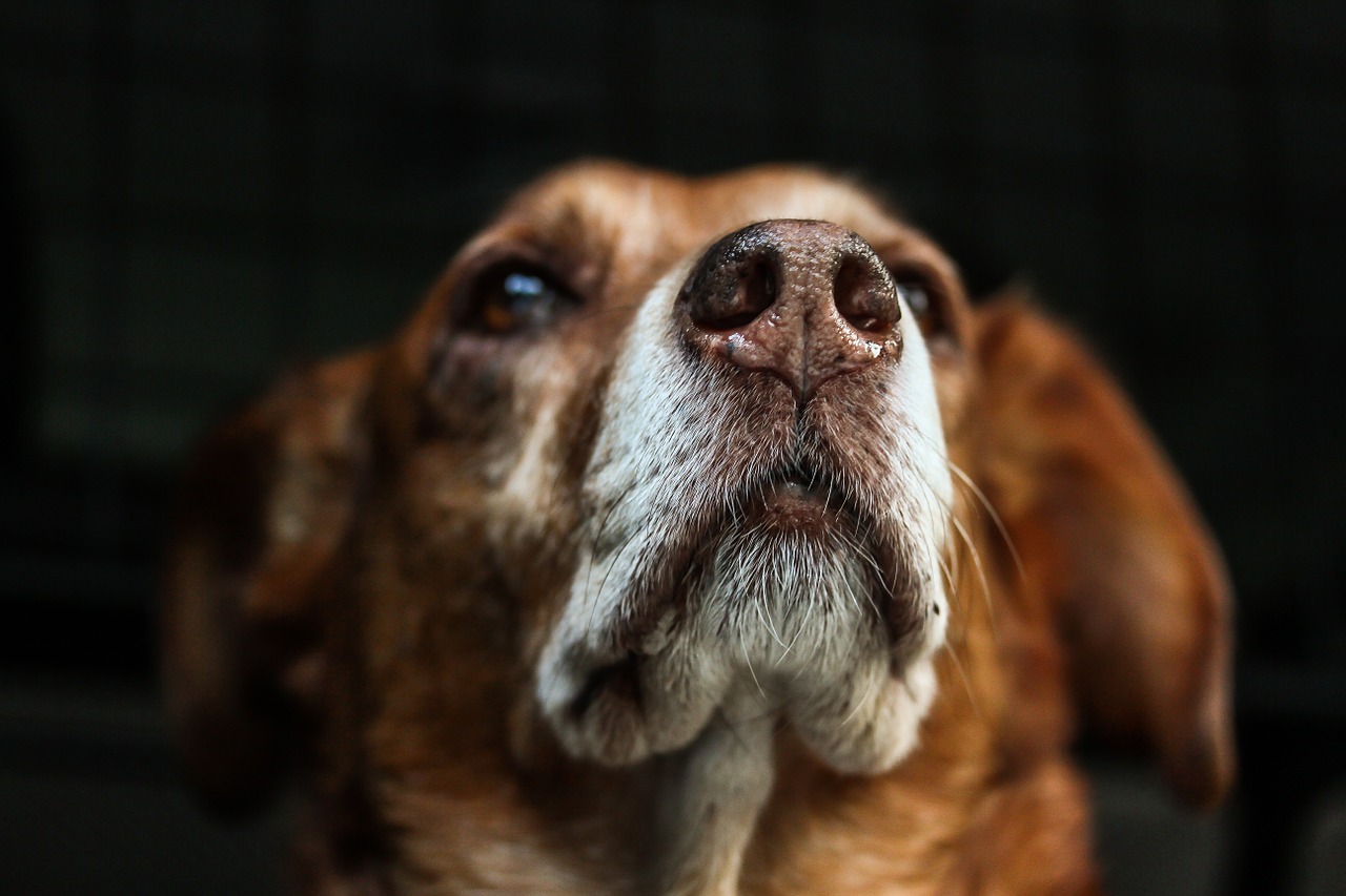 Focinho de cachorro