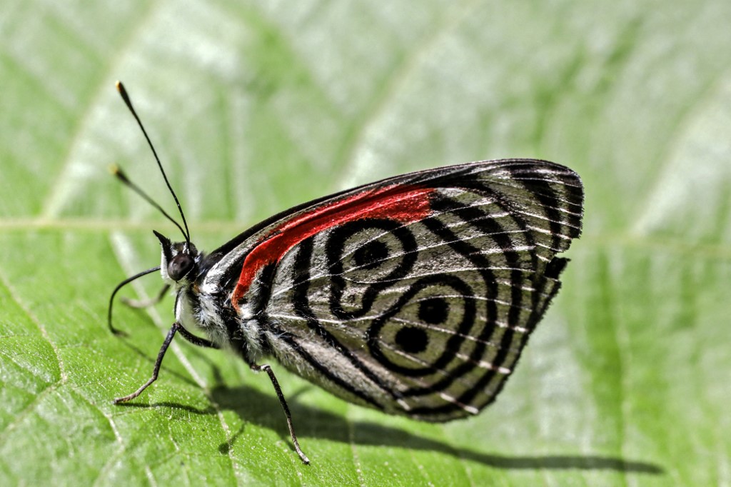 Borboleta