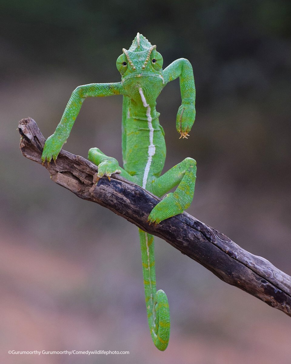 Foto do concurso Comedy Wildlife Photo 2021