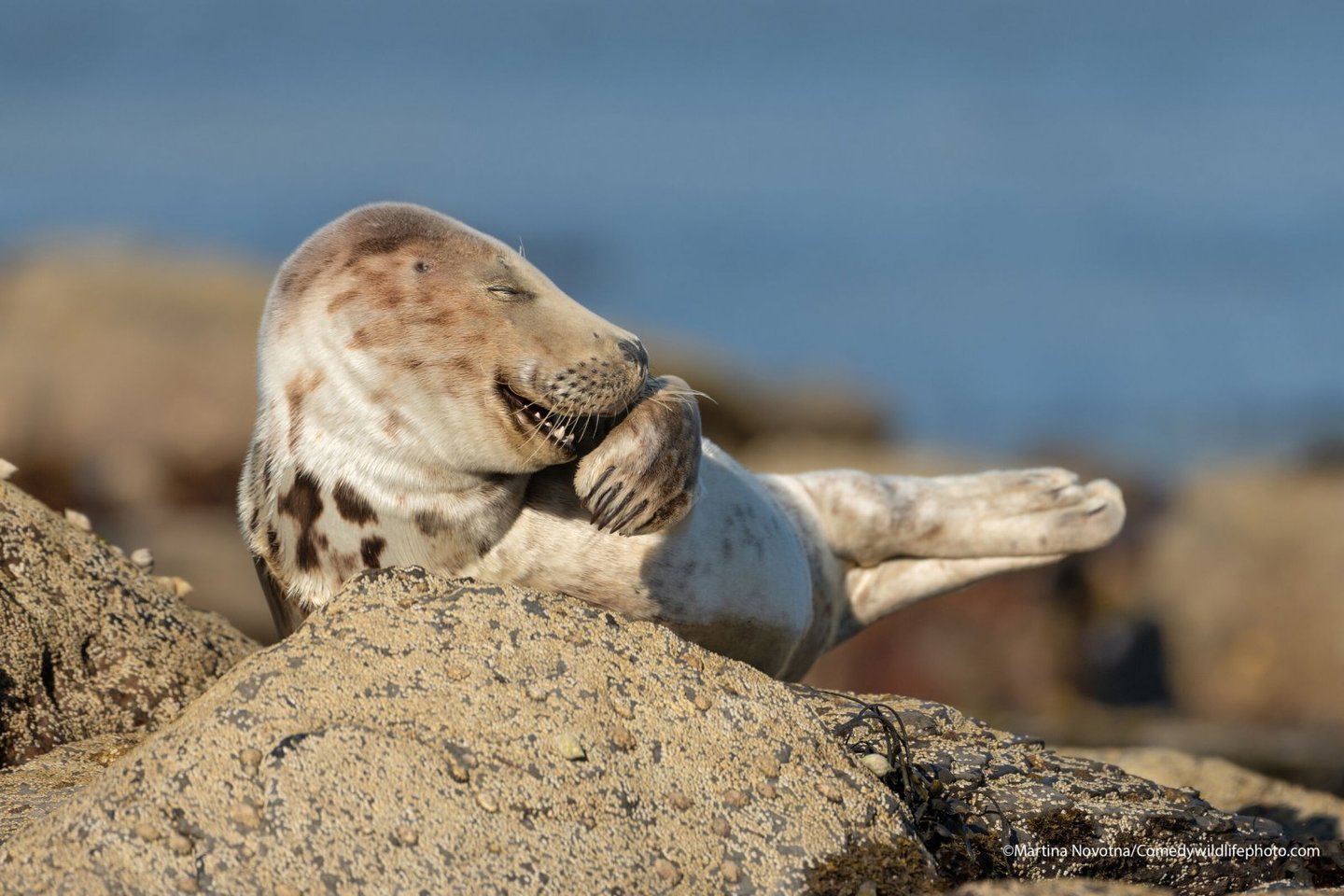 Foto do concurso Comedy Wildlife Photo 2021