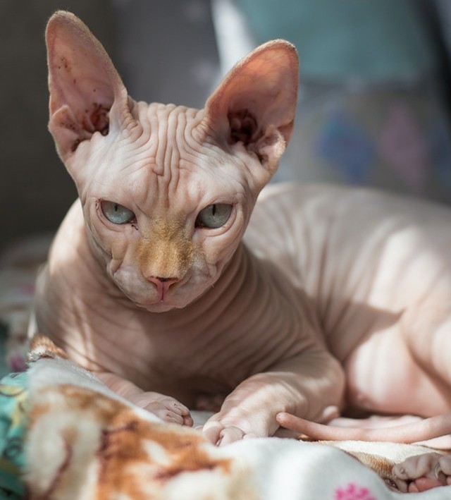 Gato Sphynx