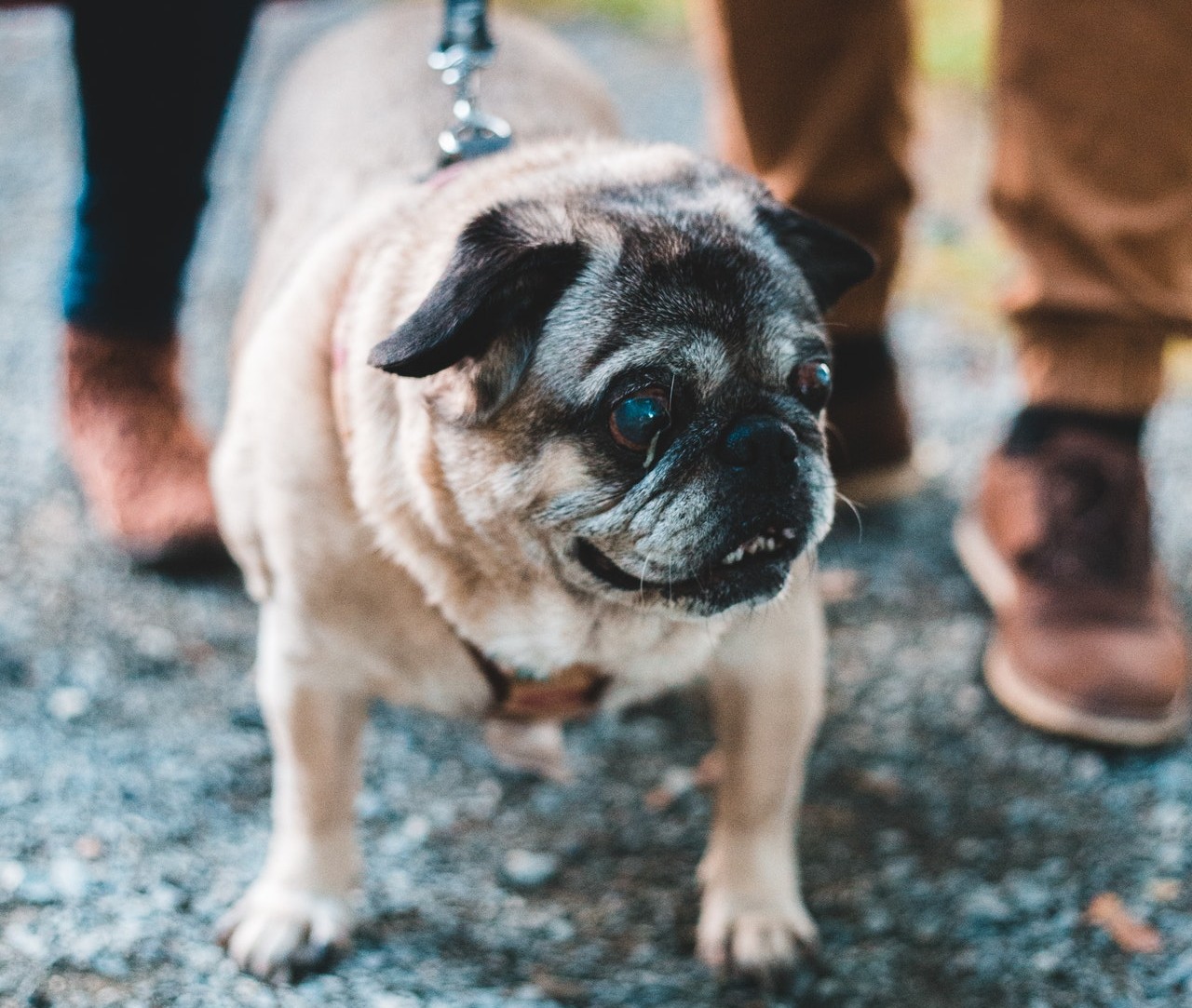 Cão da raça pug