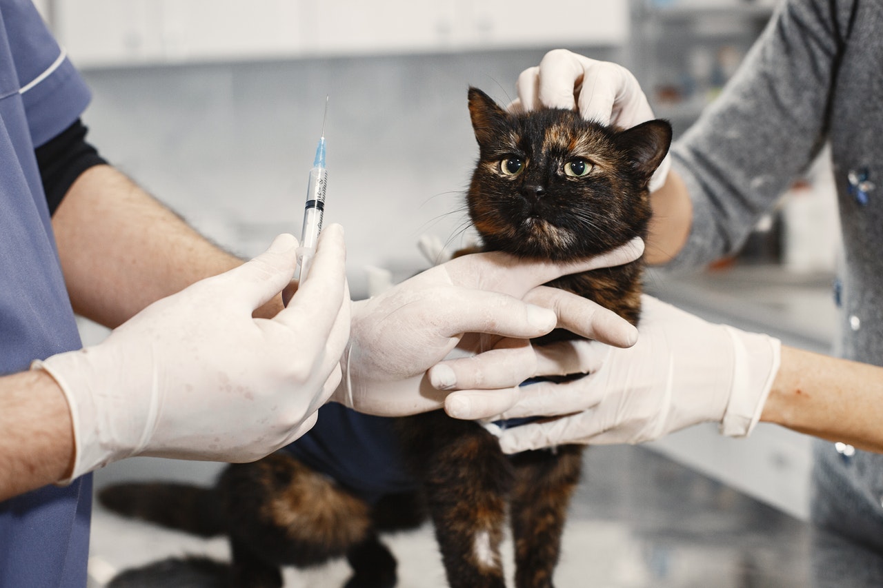 Vacinação de gato