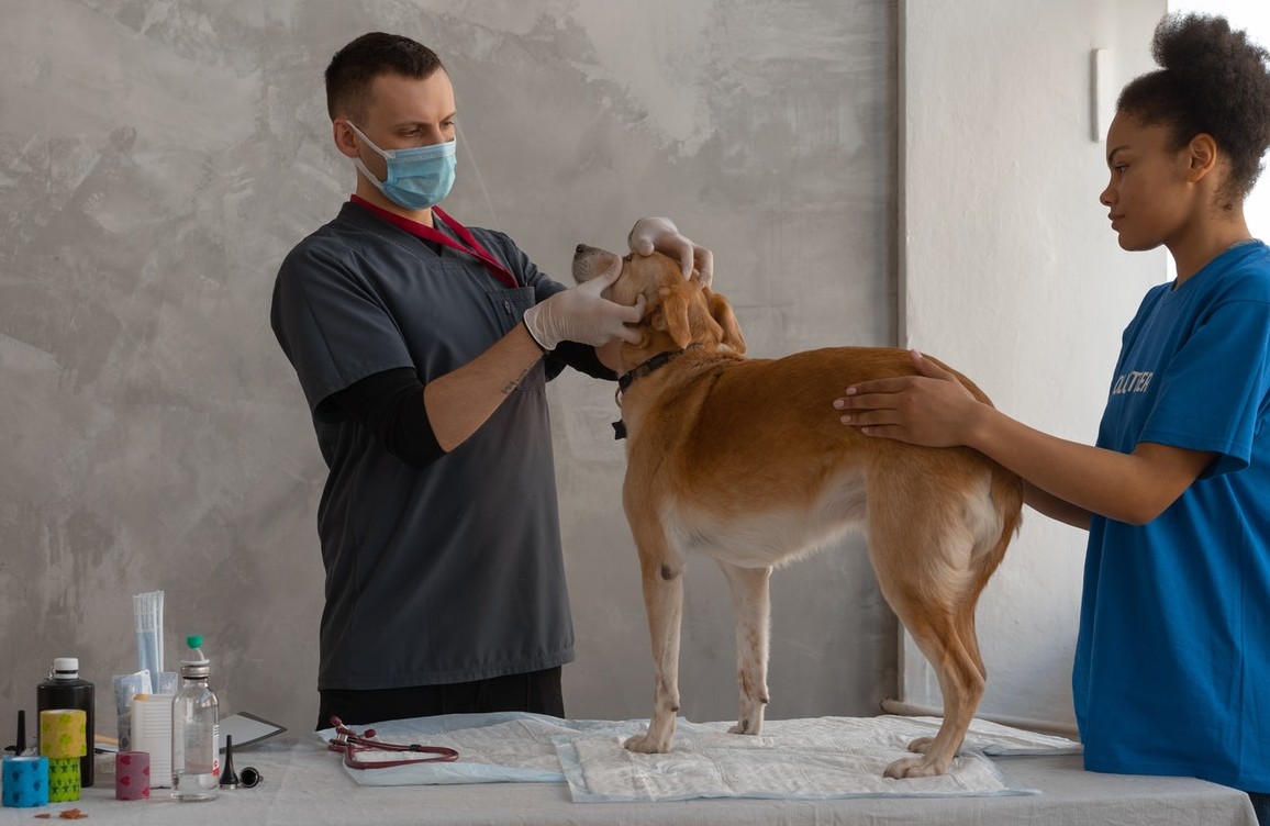 Consulta com médico veterinário