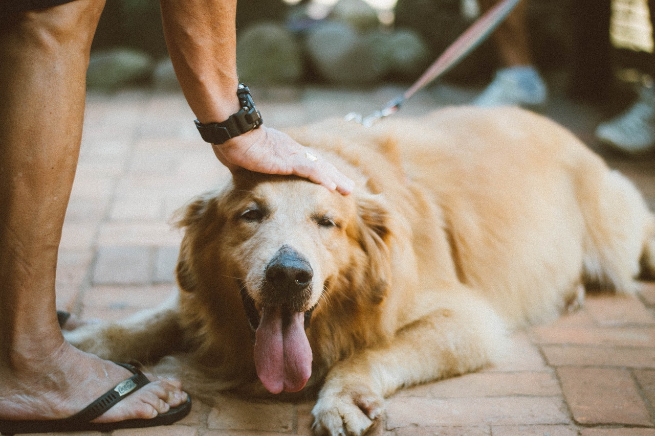 Cão da raça golden retriever