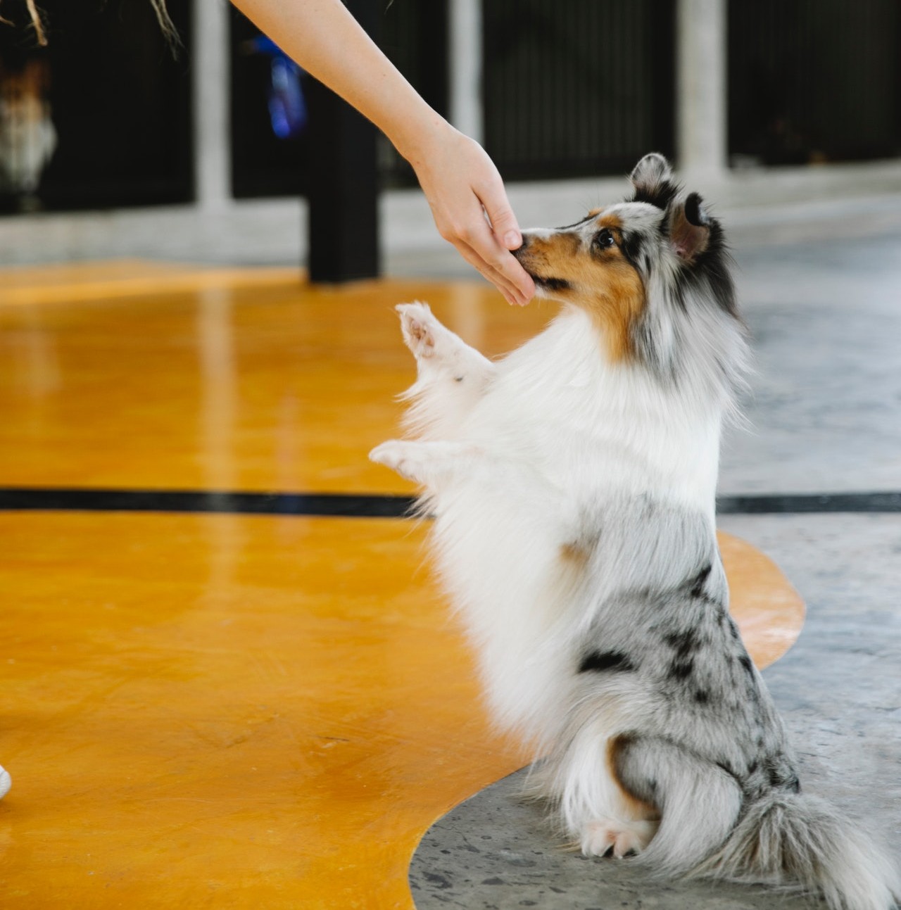 Fisioterapia canina