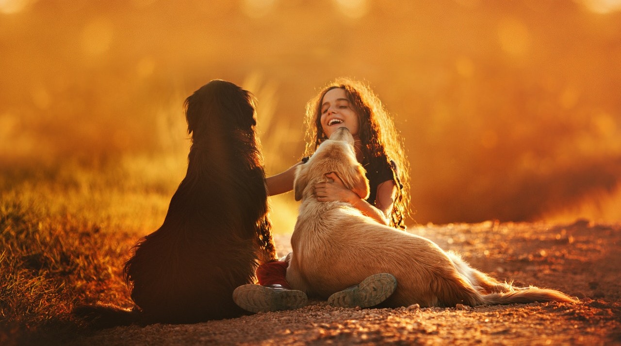 Cães e pôr do sol 