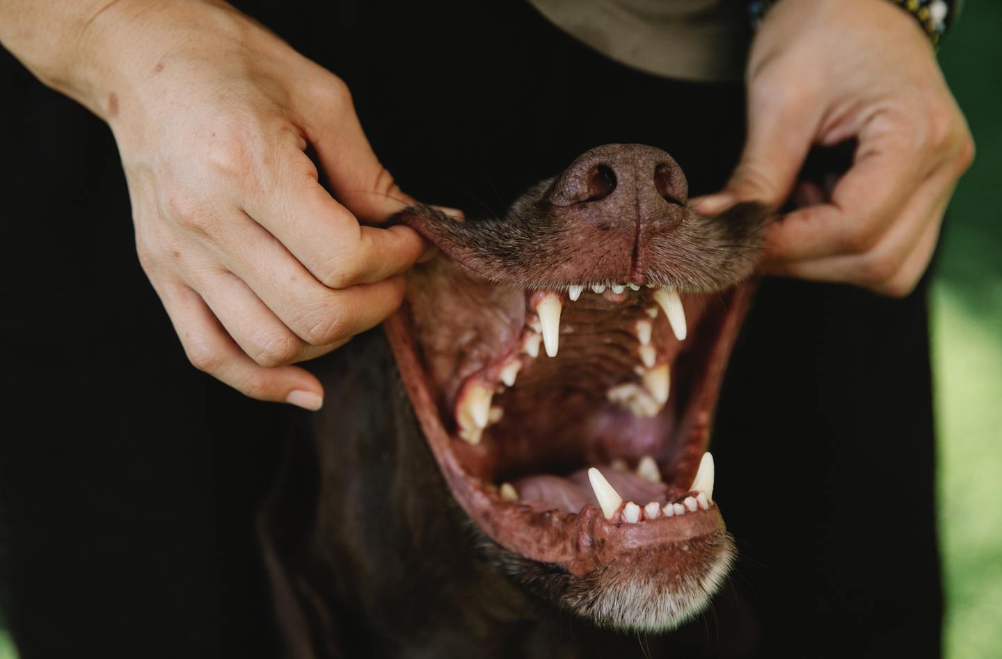 Dentes de cachorro