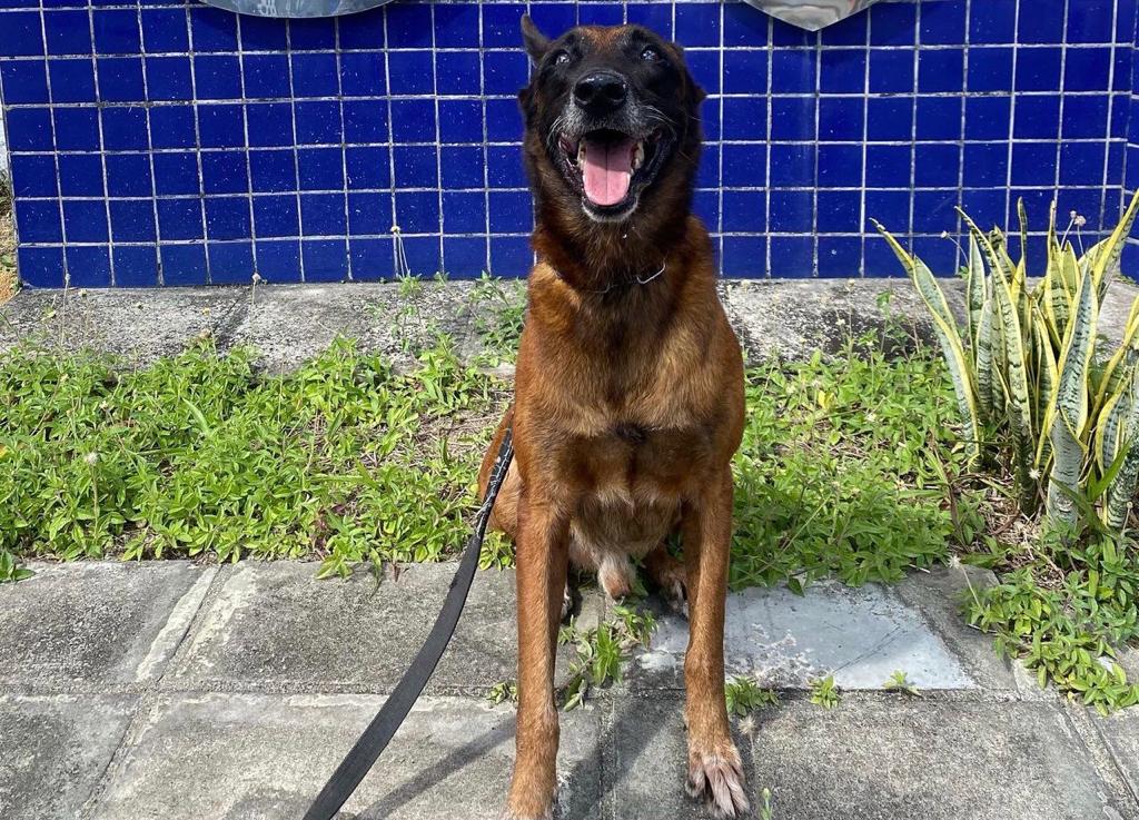 Ultra, pastor belga-malinois