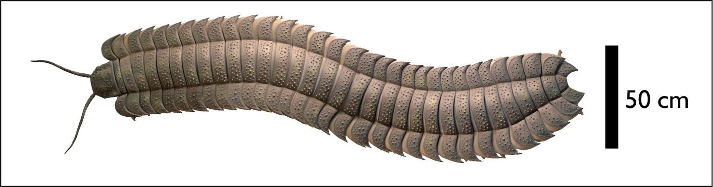 Inseto identificado como Arthropleura