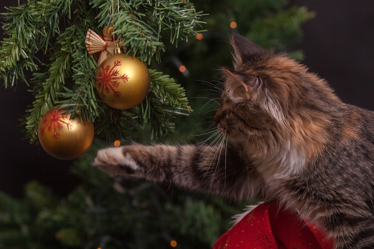 Gato mexendo em árvore de Natal